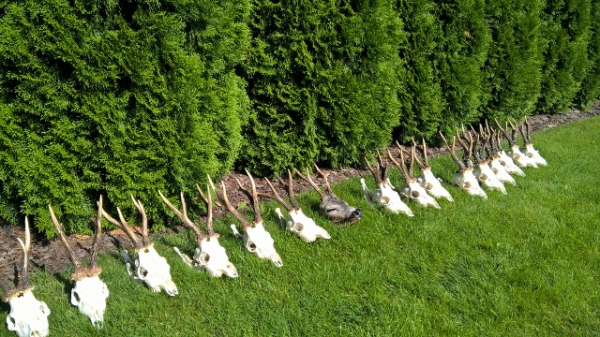 Polowania na kozły