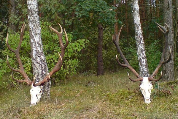 KołaŁowieckie i OHZy, wciąż przyjmujemy oferty na polowania w sezonie łowieckim 2012/13