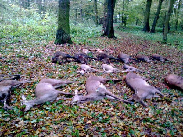 Tereny łowieckie z dobrymi polowaniami zbiorowymi - wciąż przyjmujemy zamówienia na ten sezon