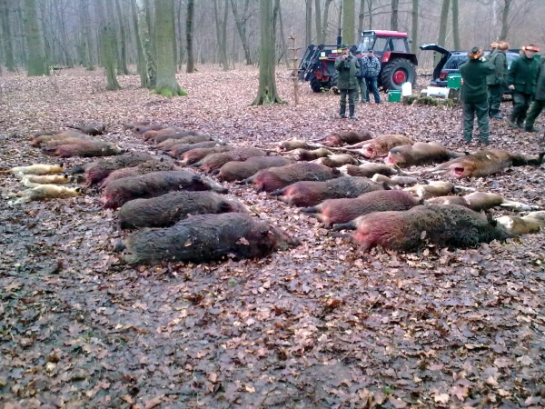 Tereny łowieckie z dobrymi polowaniami zbiorowymi - wciąż przyjmujemy zamówienia na ten sezon